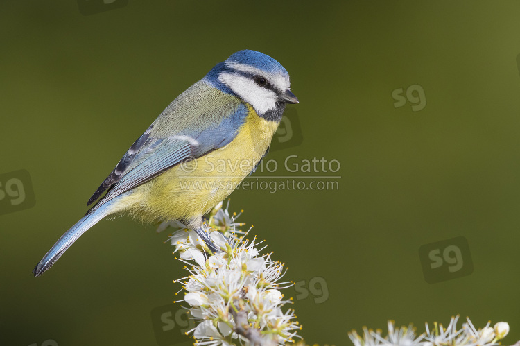 Eurasian Blue Tit